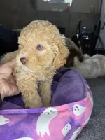 naila, a female Cockapoo and Poodle - Miniature  for sale in Leominster, MA – 1 of 6