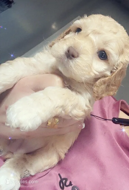 nany – Cockapoo puppy for sale in Leominster, MA