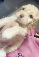 nany, a female Cockapoo for sale in Leominster, MA – Photo 3 of 4