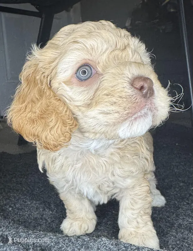nany – Cockapoo puppy for sale in Leominster, MA