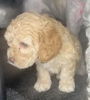 nany, a female Cockapoo for sale in Leominster, MA – Photo 4 of 4
