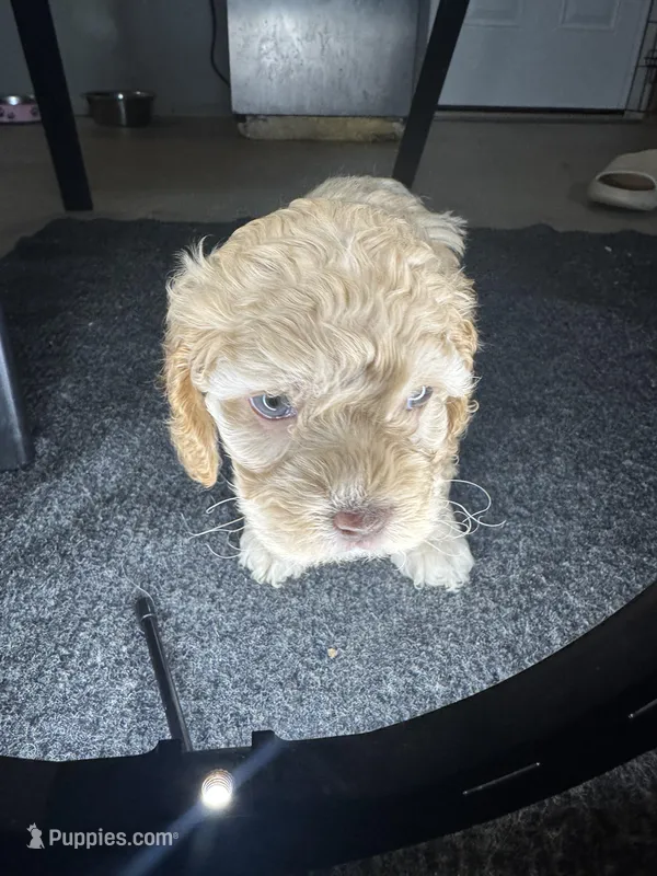 nany – Cockapoo puppy for sale in Leominster, MA