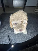 nany, a female Cockapoo for sale in Leominster, MA – Photo 2 of 4