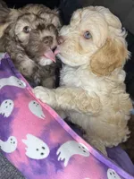 vincent , a male Cockapoo and Poodle - Miniature  for sale in Leominster, MA – 3 of 10