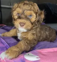  neo, a male Cockapoo and Poodle - Miniature  for sale in Leominster, MA – 1 of 8
