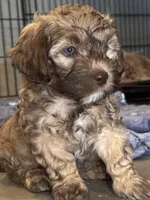 zea, a female Cockapoo and Poodle - Miniature  for sale in Leominster, MA – 4 of 4