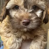 Brownie, a female Cockapoo for sale in Leominster, MA – Photo 5 of 9