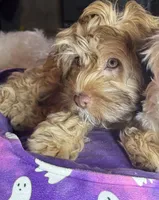 Brownie, a female Cockapoo for sale in Leominster, MA – Photo 1 of 9