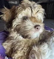 Brownie, a female Cockapoo for sale in Leominster, MA – Photo 9 of 9