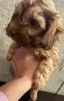 processed/77778a84-69d9-4ca5-b17b-6a2607cb091c/listing/537cee1a-1527-4ac9-960a-7478bda5e841/6829d301-f4c7-4e8c-8892-081193825fd3