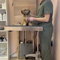 Brownie, a female Cockapoo for sale in Leominster, MA – Photo 4 of 9