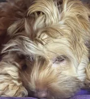 Brownie, a female Cockapoo for sale in Leominster, MA – Photo 9 of 9