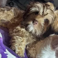 Brownie, a female Cockapoo for sale in Leominster, MA – Photo 7 of 9