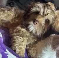 Brownie, a female Cockapoo for sale in Leominster, MA – Photo 8 of 9