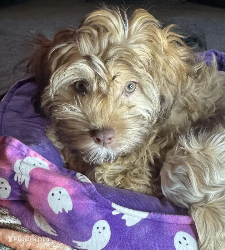 Brownie – Cockapoo puppy for sale in Leominster, MA