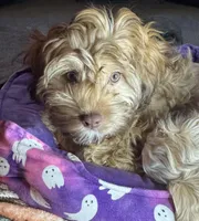 Brownie, a female Cockapoo for sale in Leominster, MA – Photo 2 of 9