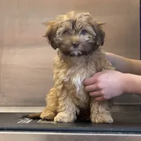 Brownie, a female Cockapoo for sale in Leominster, MA – Photo 1 of 9