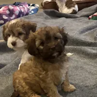 Brownie, a female Cockapoo for sale in Leominster, MA – Photo 8 of 9