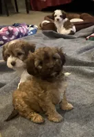 processed/77778a84-69d9-4ca5-b17b-6a2607cb091c/listing/537cee1a-1527-4ac9-960a-7478bda5e841/f4f70766-6816-430d-b068-7635d51b500c