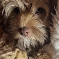 Brownie, a female Cockapoo for sale in Leominster, MA – Photo 3 of 9