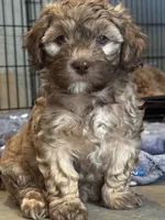 zea, a female Cockapoo and Poodle - Miniature  for sale in Leominster, MA – 2 of 4
