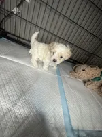 D, a male Maltipoo for sale in Leominster, MA – 4 of 4