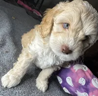 vincent , a male Cockapoo and Poodle - Miniature  for sale in Leominster, MA – 5 of 9