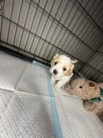 E, a male Cockapoo and Maltipoo for sale in Leominster, MA – 4 of 4