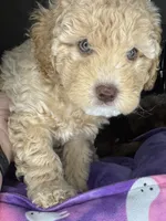 naila, a female Cockapoo and Poodle - Miniature  for sale in Leominster, MA – 4 of 6