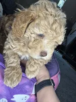naya, a female Cockapoo for sale in Leominster, MA – 4 of 4