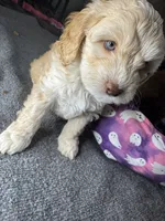 vincent , a male Cockapoo and Poodle - Miniature  for sale in Leominster, MA – 8 of 9