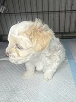 D, a male Maltipoo for sale in Leominster, MA – 3 of 4