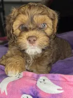  neo, a male Cockapoo and Poodle - Miniature  for sale in Leominster, MA – 2 of 8