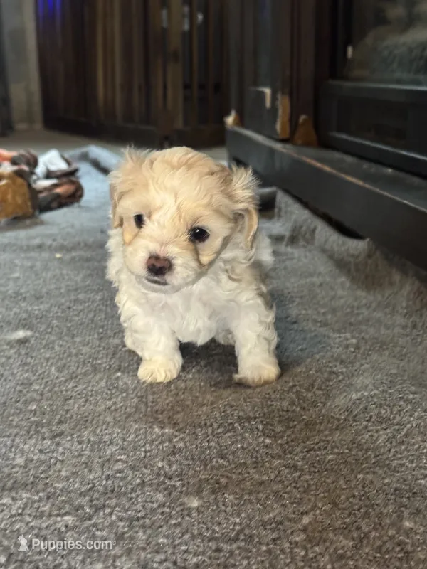 A – Cockapoo, Maltipoo puppy for sale in Leominster, MA