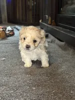 A, a male Cockapoo and Maltipoo for sale in Leominster, MA – 1 of 2