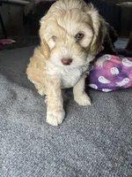 vincent , a male Cockapoo and Poodle - Miniature  for sale in Leominster, MA – 2 of 9