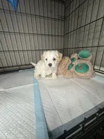 C, a female Maltipoo for sale in Leominster, MA – 2 of 5