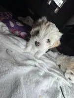 Sofi, a female Maltipoo for sale in Leominster, MA – Photo 5 of 5