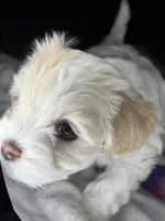 Sofi, a female Maltipoo for sale in Leominster, MA – Photo 3 of 5