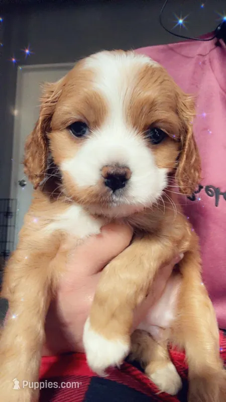 nana – Cockapoo puppy for sale in Leominster, MA