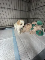 E, a male Cockapoo and Maltipoo for sale in Leominster, MA – 2 of 4