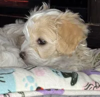 Jane, a female Maltipoo for sale in Leominster, MA – Photo 2 of 9