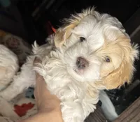 Jane, a female Maltipoo for sale in Leominster, MA – Photo 5 of 9