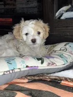 Jane, a female Maltipoo for sale in Leominster, MA – Photo 8 of 9