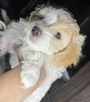 Jane, a female Maltipoo for sale in Leominster, MA – Photo 1 of 9