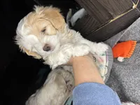 Jane, a female Maltipoo for sale in Leominster, MA – Photo 9 of 9