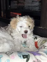 Jane, a female Maltipoo for sale in Leominster, MA – Photo 7 of 9