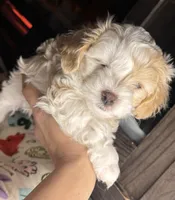 Jane, a female Maltipoo for sale in Leominster, MA – Photo 4 of 9