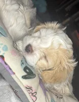 Jane, a female Maltipoo for sale in Leominster, MA – Photo 3 of 9