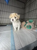 B, a female Maltipoo for sale in Leominster, MA – 3 of 3